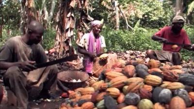 Cocoa farmers