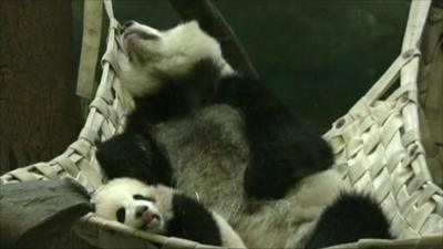 Panda cub Po and mother Lun Lun