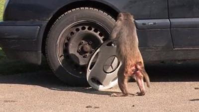 Rhesus macaque with hub cap