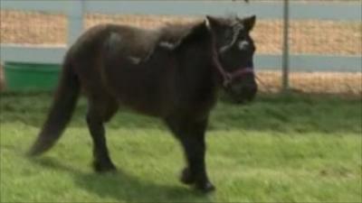 Midnite the horse with a prosthetic limb