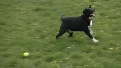 A fostered dog playing with a ball