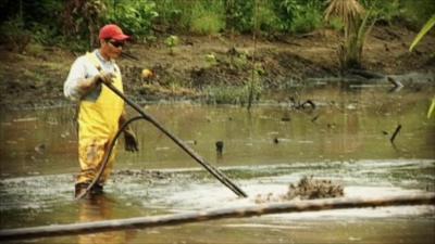 Cleaning up oil in the rainforest