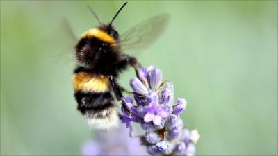 Bumble bee feeding on lavender flowers