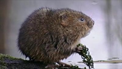 River vole