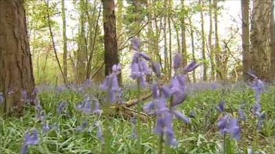 Bluebells