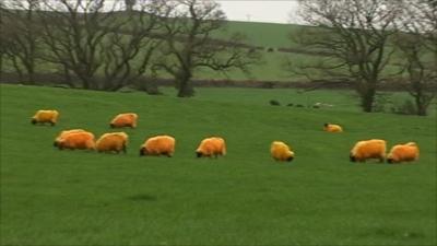 Orange sheep