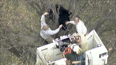 Firefighters attempt to bring down the bear