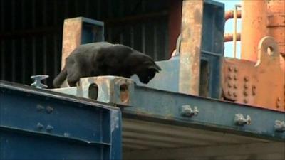 Douglas the cat on top of a container