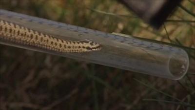 Adder in a tube