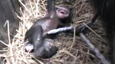 Newborn chimpanzee