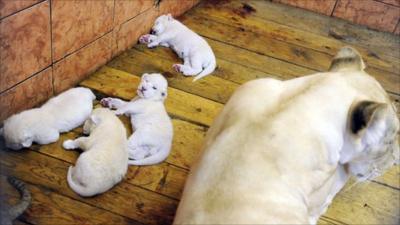 White lion cubs born in Belgrade.