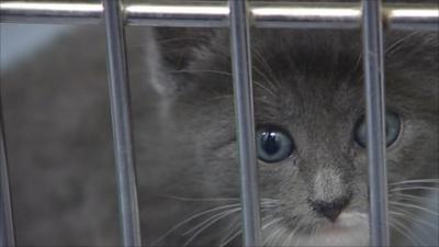 Kitten in a cage