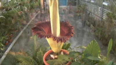 Corpse flower