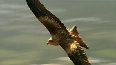 Red Kite