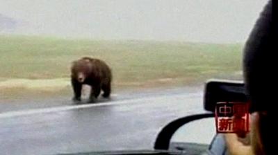 Bear in China