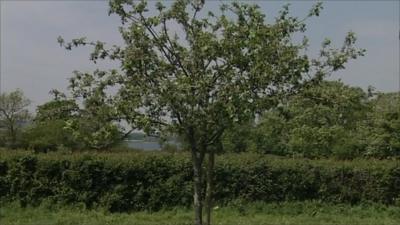 Apple tree in orchard