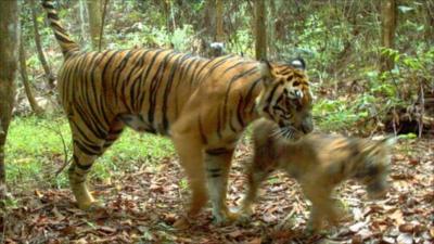 Tiger cub and mother