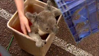 Koala found in plastic bin