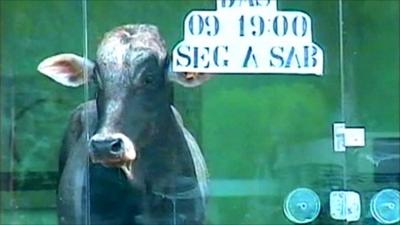 Bull in a clothes shop