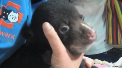 Black bear cub, rescued after being found in smuggler's luggage in Thailand, courtesy Freeland