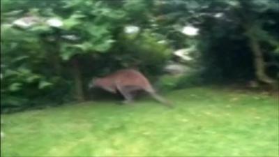 Animal in Jan Cooper's garden