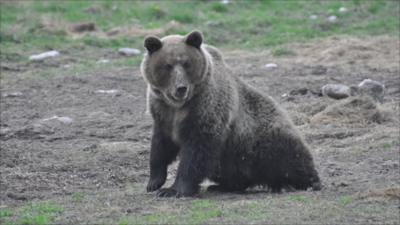 A "problem bear" in Slovakia