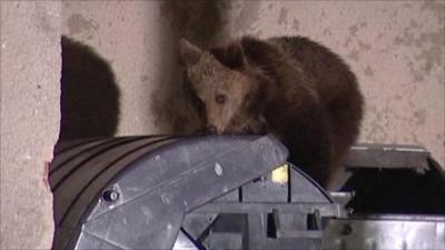 Bear raiding bin (TV Markiza)