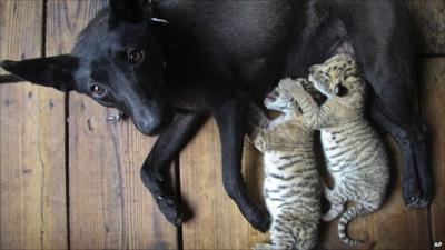 Liger cubs with the dog