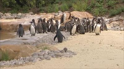 Penguins at London Zoo's new enclosure