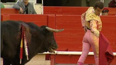 A bullfight