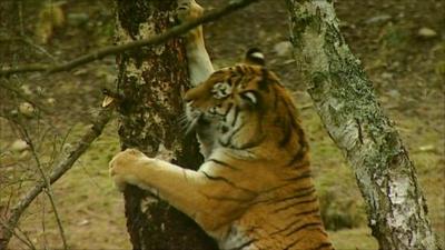 Male tiger, Vladimir at the Yorkshire Wildlife Park