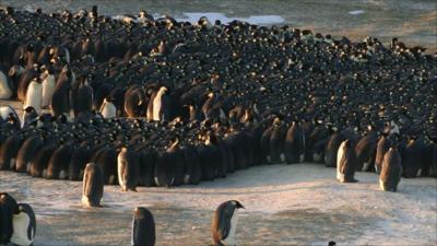 Penguin colony (Daniel Zitterbart)