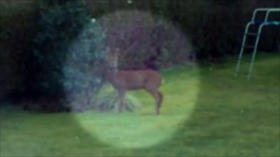 Deer in garden in Sale