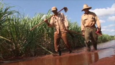 Sugar cane farmers