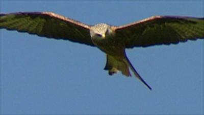 Red Kite