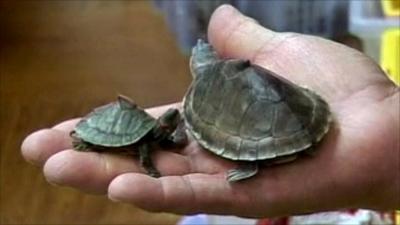 Smuggled turtles