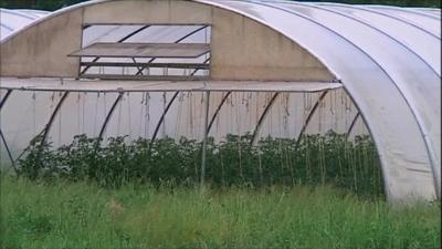 Plants in a polytunnel