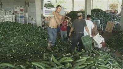 Men dumping cucumbers