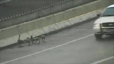 Family of geese walk on busy road