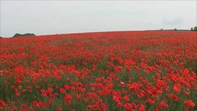 Archaeological dig in northern France