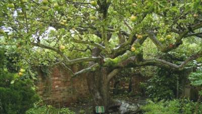 The original Bramley apple tree