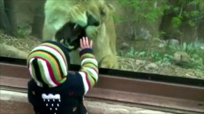 Child with lion at zoo