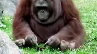 Orangutan and coot chick