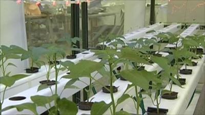 Test plants in Italian lab