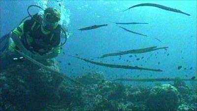 Diver in the ocean