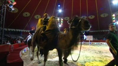 Camel performing in a circus