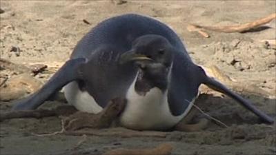 Emperor penguin on New Zealand beach