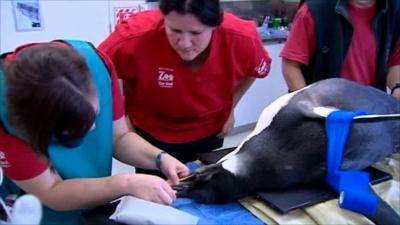 Penguin being examined