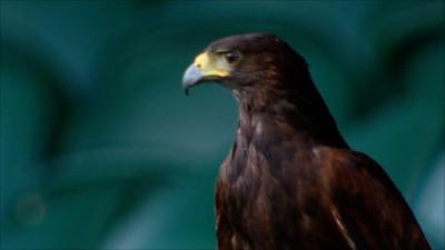 An American Harris Hawk