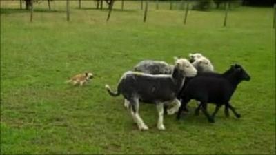 Nancy, chihuahua, herding sheep